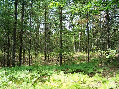 land on mirror lk access to fife investment property fife lake michigan