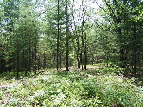 land on mirror lk access to fife investment property fife lake michigan