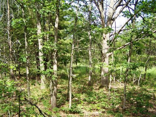 land on mirror lk access to fife investment property fife lake michigan