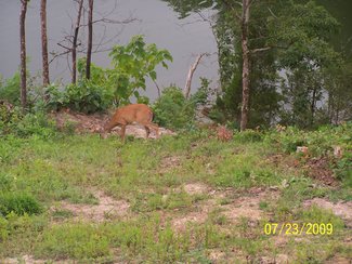 plenty of deer & wild life