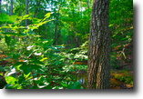 Tennessee Farm Land 6 Acres Gorgeous Tennessee Land With Waterfalls