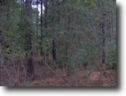 300± Acres Located in Tishomingo Co.