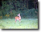 Illinois Hunting Land 30 Acres Adams County, Illinois Deer Farm For Sale