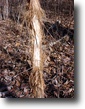 Illinois Hunting Land 6 Acres Illinois Hunting Property/Land For Sale