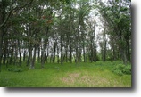 Wisconsin Waterfront 2 Acres Lake Petenwell-Waterfront-Wooded