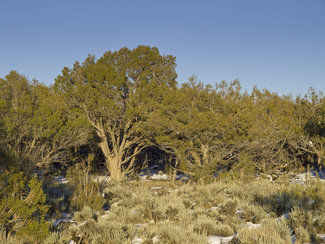 well treed property