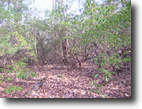 2.46 Wooded Acres!