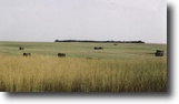 Alberta Ranch Land 3 Acres Certified Organic Ranch