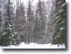 40 Acres off Highway 48 - Pickford, MI