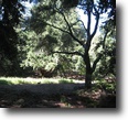 Huge Redwoods, Meadow, 10 gorgeous acres