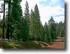 California Land 1 Acres Northern California Land For Sale