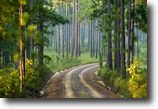 Georgia Farm Land 6 Acres Longpine Plantation