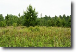 Florida Farm Land 256 Acres Singletary South Farm