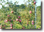 New York Land 35 Acres Turn-Key Profitable Orchard Finger Lakes