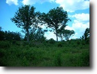 South Carolina Farm Land 50 Acres Reasonably Priced, Homesite Ready