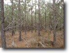Tennessee Land 1 Acres Great Investment and Hunting