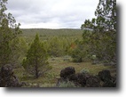 California Ranch Land 40 Acres 40 Ac Northern California Near Natl Forest