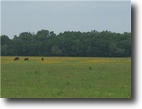 Unrestricted 80 Acres with FM 1462 Frontag