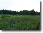 63 Acre Timber Tract in Dooly County