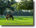 Florida Farm Land 1 Acres Spread Oak Plantation