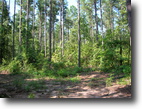 South Carolina Hunting Land 114 Acres Large Volume of Pine Sawtimber