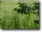 Ohio Farm Land 97 Acres Stone Creek Highland County, OH