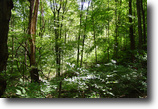 Ohio Hunting Land 41 Acres Deer Valley  Washington County, OH