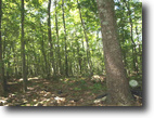 Tennessee Hunting Land 41 Acres Moss Arcot Road (41.44 ac)