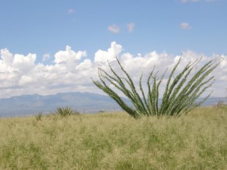 Looking to the west at the Whetstone Mountains.