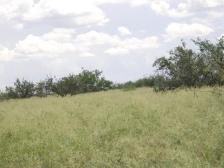 Looking out across the property.