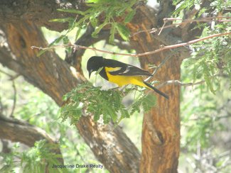 The area is a birders paradise with so many migratory species.