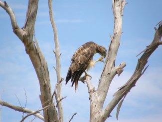 Another area resident, a young hawk.