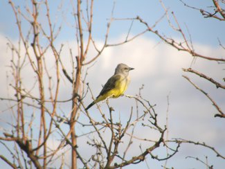 A Kingbird in the area.