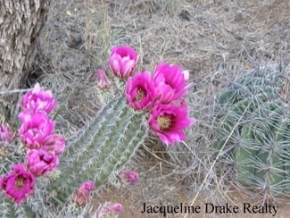 One of the Hedgehog cactus in bloom.