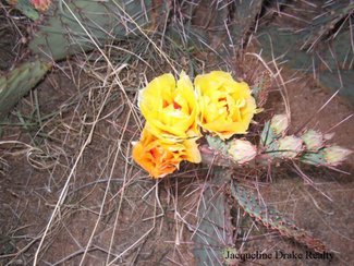 One of the Prickly Pear cactus in bloom.