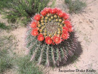 One of the Barrel cactus in bloom.