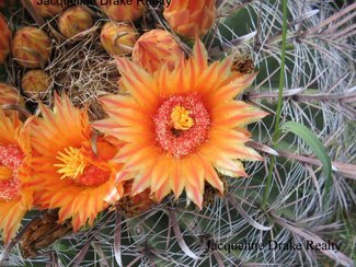A close up of the barrel cactus blooms.