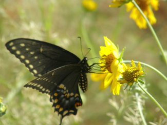 A butterfly enjoying the summer flowers.