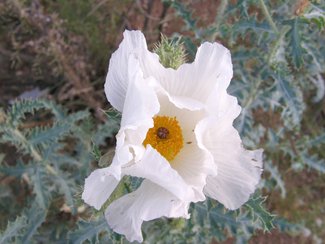 One of the Prickly Poppies in bloom.