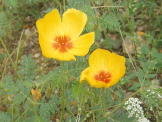 More summer wildflowers in bloom after the summer rains.