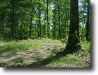Kentucky Land 7 Acres Beaver Lane (Tract 12)