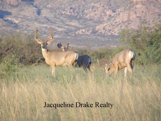 Some area residents, mule deer.