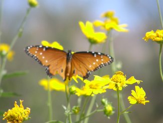Some of the summer wildflowers.