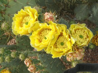 Some prickly pear cactus in bloom.