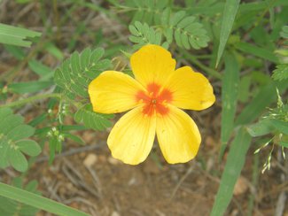 More summer wildflowers.