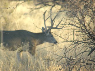 A mule deer, one of the area residents.