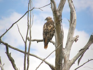 A hawk, another area resident. Southern AZ is a birders paradise with so many unusual species.