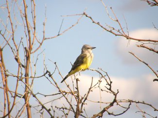 A King Bird seen in the area.