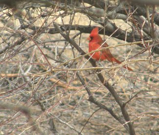 A cardinal seen in the area.