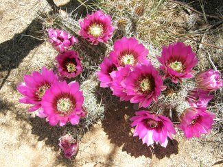 A hedgehog cactus in bloom.